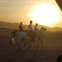 سوارکاری با اسب