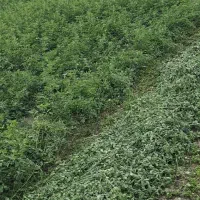 فروش یونجه تر کیلو ۱۰هزار