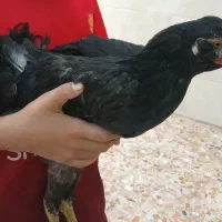 خروس سیاه
