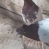 کبوتر کله ای|پرنده|سیلاخور, |دیوار