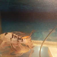 دوعدد ماهی کوی پوست چرم و باله بلند|ماهی|مشهد, حضرت حجت|دیوار