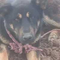 سگ ژرمن
