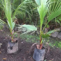 پالم|گل و گیاه طبیعی|آستارا, |دیوار