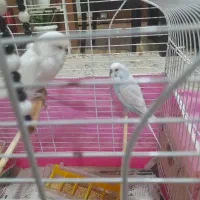 مرغ عشق|پرنده|رشت, یخسازی|دیوار