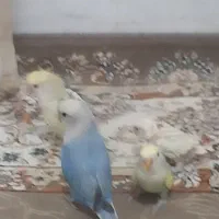 جفت کوتوله برزیلی و۲ عدد جوجه|پرنده|حمیدیا, |دیوار