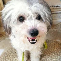 شیتزو گم شده|سگ|ایلام, |دیوار