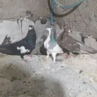 کفتر شهری پلاکی