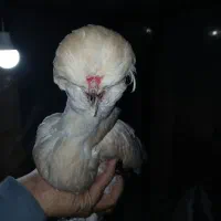 مرغ  زینتی|حیوانات مزرعه|شهریار, رزکان|دیوار