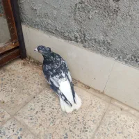 دمسفیدنر