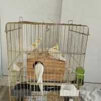 عروس هلندی نروماده جفت لوتینو با دوتاجوجه و تخم|پرنده|تهران, هفت چنار|دیوار