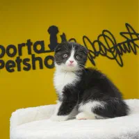 اسکاتیش پاندایی رنگ خاص تو ایران