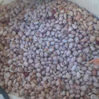 لوبیا چیتی|خوردنی و آشامیدنی|فارسان, |دیوار