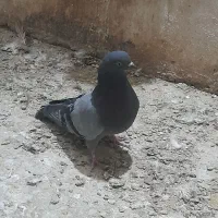 دوعدد گرفتنی|پرنده|آبادان, |دیوار