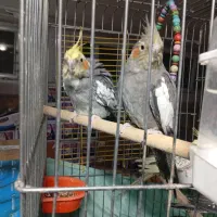 چهارتا عروس دستی و مولد|پرنده|تهران, شهرک شریعتی|دیوار