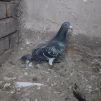 سبز پولکی ماده راهکش