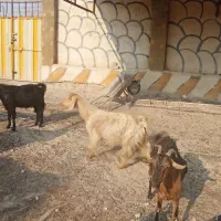 ۲۰راس بز ابستن و زاییده|حیوانات مزرعه|برازجان, |دیوار