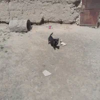 سگ پاکوتاه فروشی