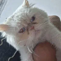 گربه پرشین نر و ماده