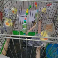 عروس هلندی|پرنده|اسلامشهر, کاشانک|دیوار