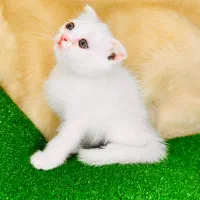 گربه های شیطون