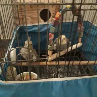 عروس هلندی سوخنگو