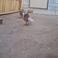 کبوتر رنگی|پرنده|اسفرورین, |دیوار