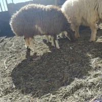 بره ماده|حیوانات مزرعه|فردوس (خراسان), |دیوار