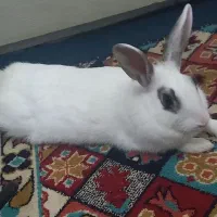 خرگوش رایگان