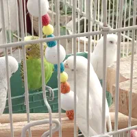 پرنده|پرنده|رباط‌کریم, رباط‌کریم|دیوار