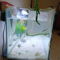 آکواریوم|ماهی|کرج, شهرک رضوانیه|دیوار