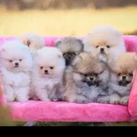 پامر نسکافه ی وسفید برفی تنوع رنگ اصیل بمب مو