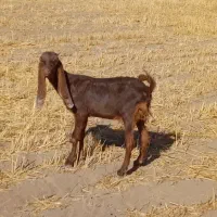 یه جفت بز ماده اسرائیلی|حیوانات مزرعه|کبودرآهنگ, |دیوار