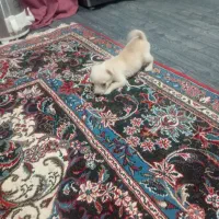 توله