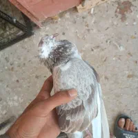 کفتر مریض داری بخون همه نوع