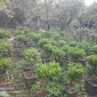 یاس هلندی پیوندی