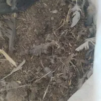 ماده برجی کاکلی پر