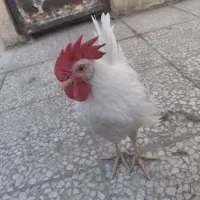 دو عدد خروس جوان ۳ ماهه