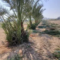 نخل درگمبوعه بزرگ|خدمات باغبانی و درختکاری|حمیدیه, |دیوار