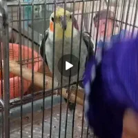 گمشده مژدگانی محفوظ است