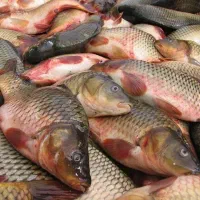 فروش یکجا ماهی گرمابی|ماهی|سیاهکل, |دیوار