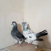 دو جفت کبوتر مهری دو رقمی