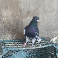 کله  سیاه نر|پرنده|مسجد سلیمان, |دیوار