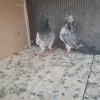 کفتر