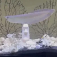 ماهی اروانا