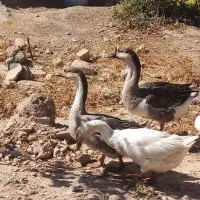 ۷عدد غوقاز|حیوانات مزرعه|نهاوند, |دیوار