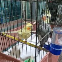 عروس هلندی نروماده