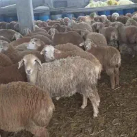 گوسفند پروارپرگوشت /گوسفند خونی