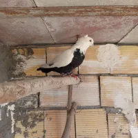 کبوتر دمبی کله ای سینه ای  کبوتردمی
