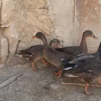 اردک کله سبز اصل کوهی|حیوانات مزرعه|کوهدشت, |دیوار