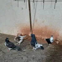 کفتر رنگه|پرنده|مشهد, طلاب|دیوار